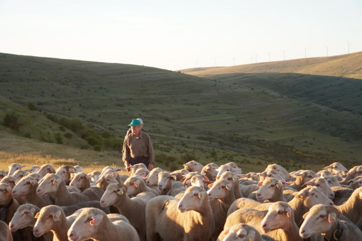 Tierras Altas convoca la última gran marcha pastoril de los Hermanos Pérez