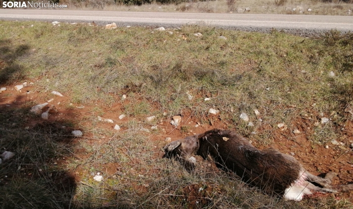 La provincia regista 5 accidentes diarios por invasión de fauna silvestre en las calzadas