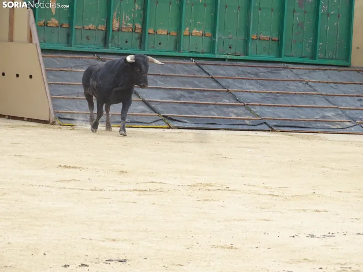 Una imagen de la plaza de toros esta mañana de sábado. /PC