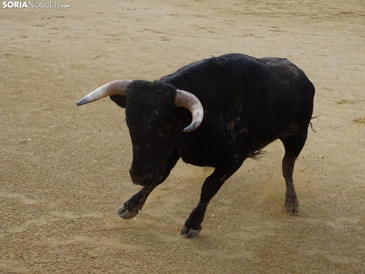Una imagen de la plaza de toros esta mañana de sábado. /PC