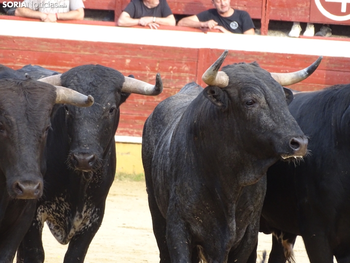 Una imagen de la plaza de toros esta mañana de sábado. /PC