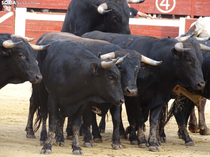 Una imagen de la plaza de toros esta mañana de sábado. /PC