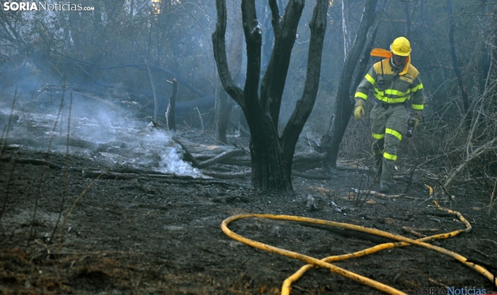 El pastoreo como clave para prevenir incendios forestales