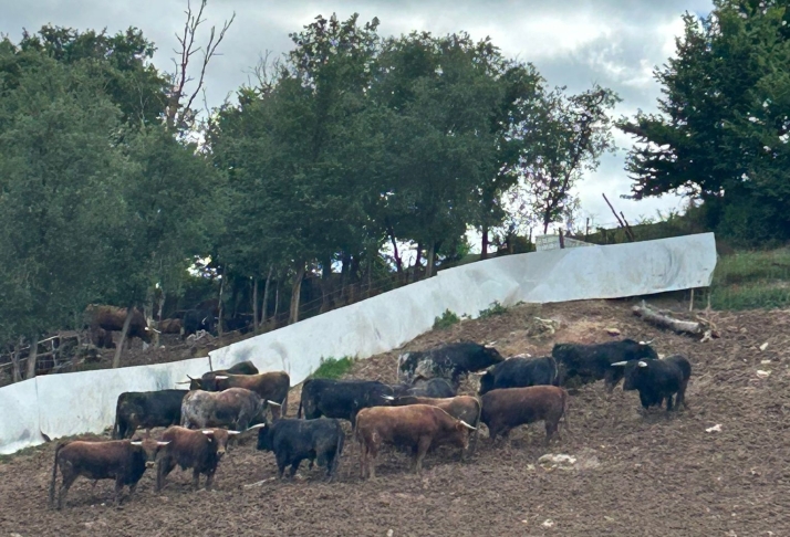 Así son los toros de la Saca 2026: grandes, ideales para el recorrido y muy homogéneos