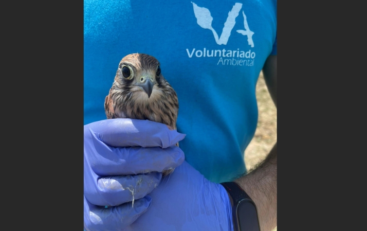 La Junta abre la inscripción para el voluntariado de recuperación de fauna silvestre