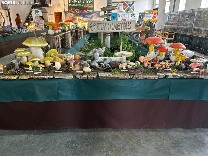 Feria Micológica de Tierras Altas 2026