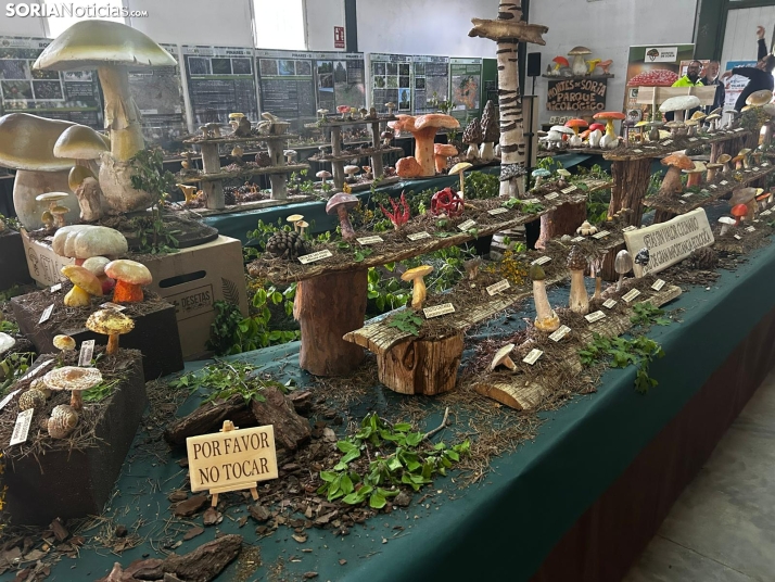 Feria Micológica de Tierras Altas 2026