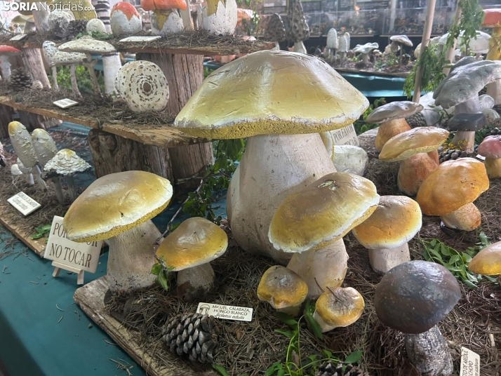 Feria Micológica de Tierras Altas 2026