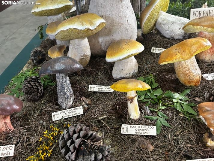 Feria Micológica de Tierras Altas 2026