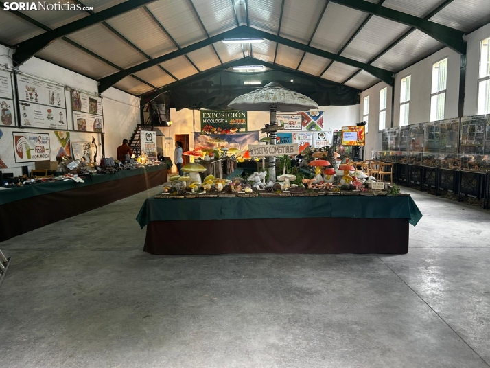 Feria Micológica de Tierras Altas 2026