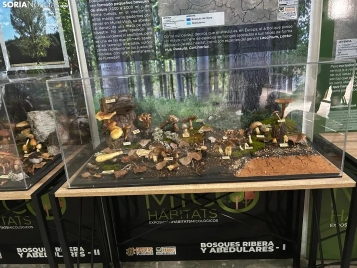 Feria Micológica de Tierras Altas 2026
