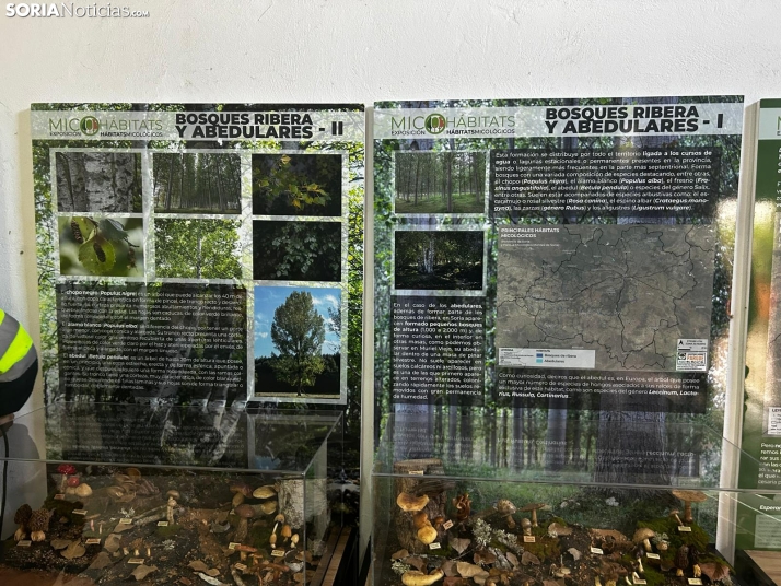 Feria Micológica de Tierras Altas 2026