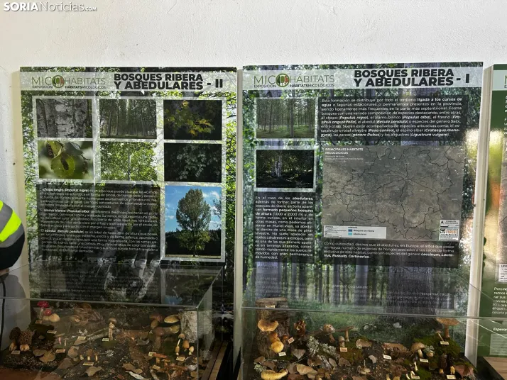 Feria Micológica de Tierras Altas 2026