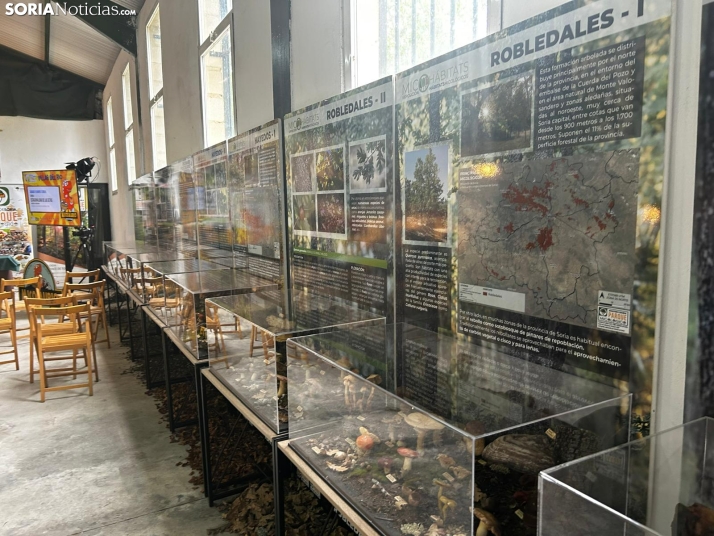 Feria Micológica de Tierras Altas 2026