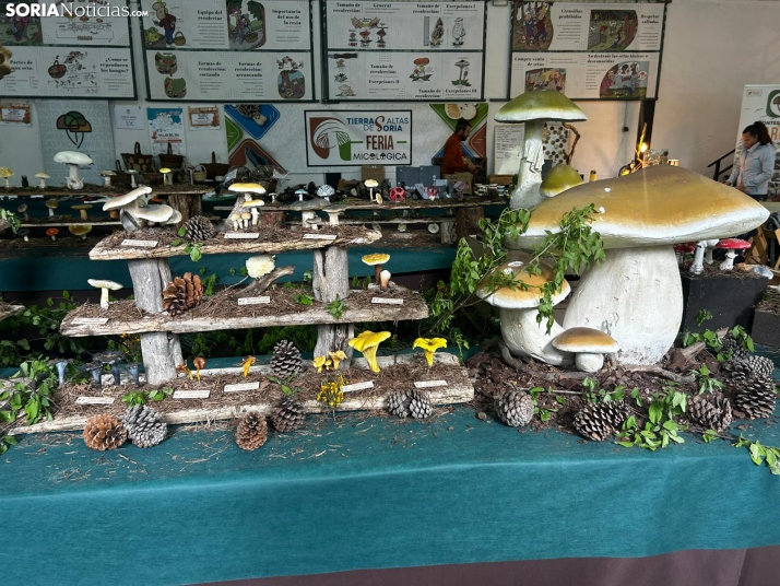 Feria Micológica de Tierras Altas 2026