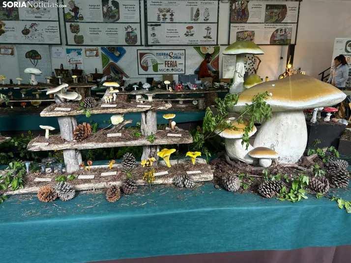 Feria Micológica de Tierras Altas 2026