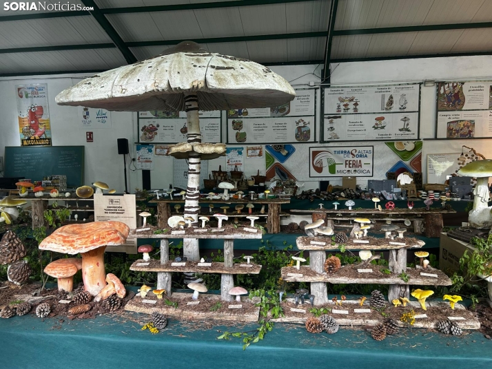 Feria Micológica de Tierras Altas 2026