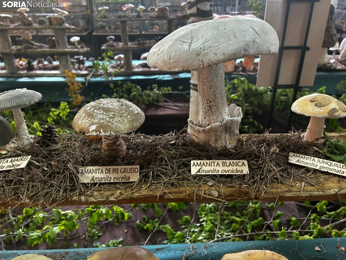 Feria Micológica de Tierras Altas 2026