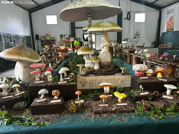 Feria Micológica de Tierras Altas 2026