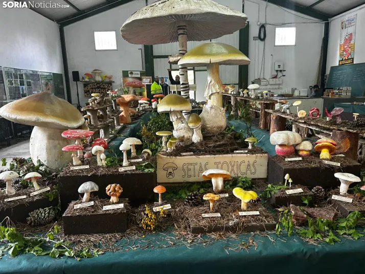Feria Micológica de Tierras Altas 2026