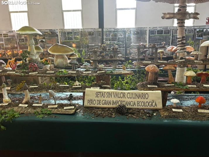 Feria Micológica de Tierras Altas 2026