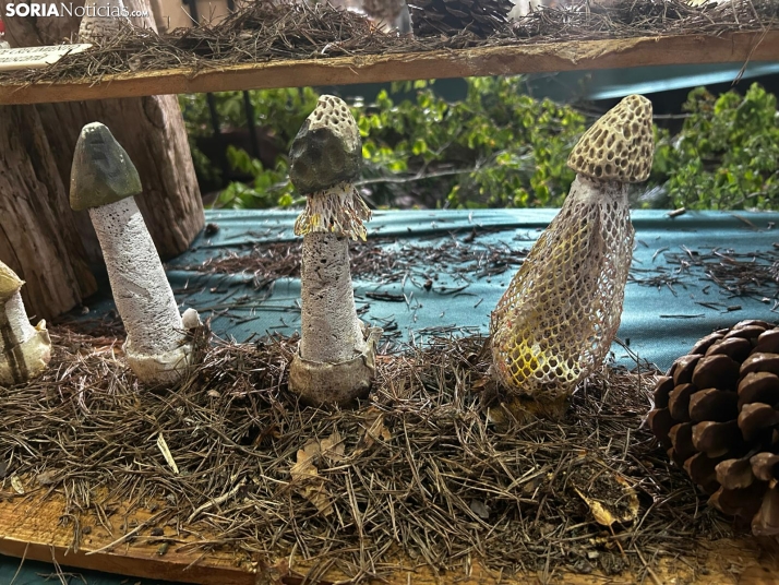 Feria Micológica de Tierras Altas 2026