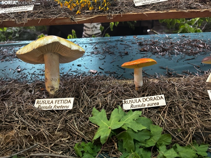 Feria Micológica de Tierras Altas 2026