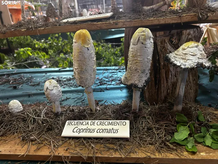Feria Micológica de Tierras Altas 2026
