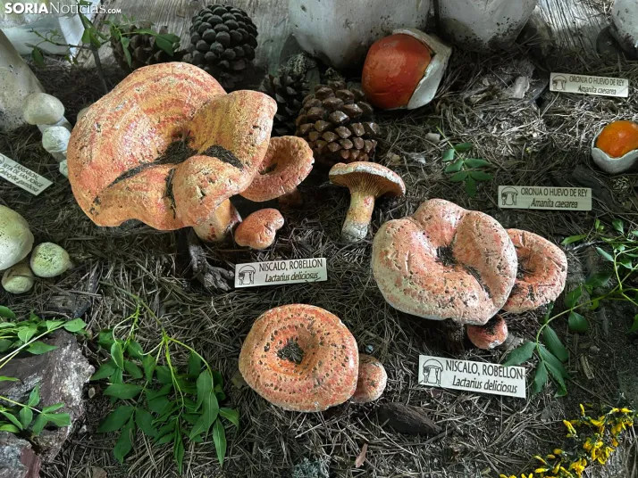 Feria Micológica de Tierras Altas 2026