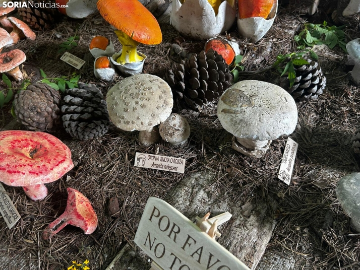 Feria Micológica de Tierras Altas 2026