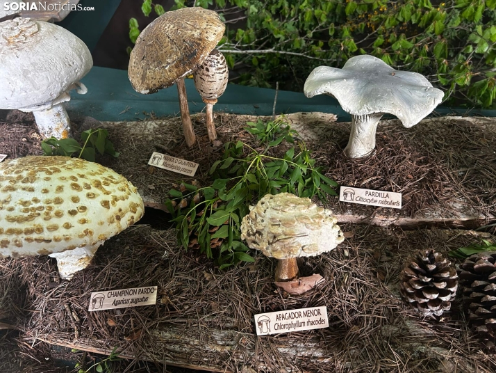 Feria Micológica de Tierras Altas 2026