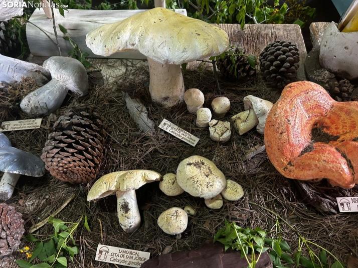 Feria Micológica de Tierras Altas 2026
