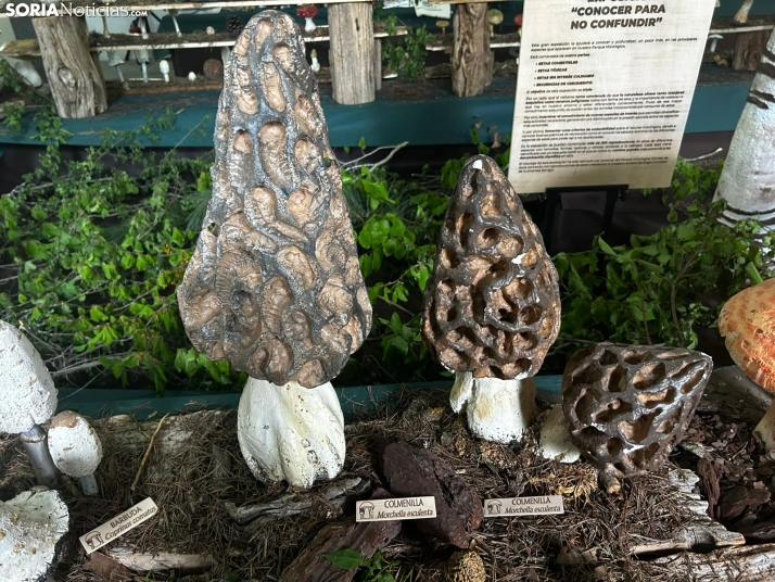 Feria Micológica de Tierras Altas 2026