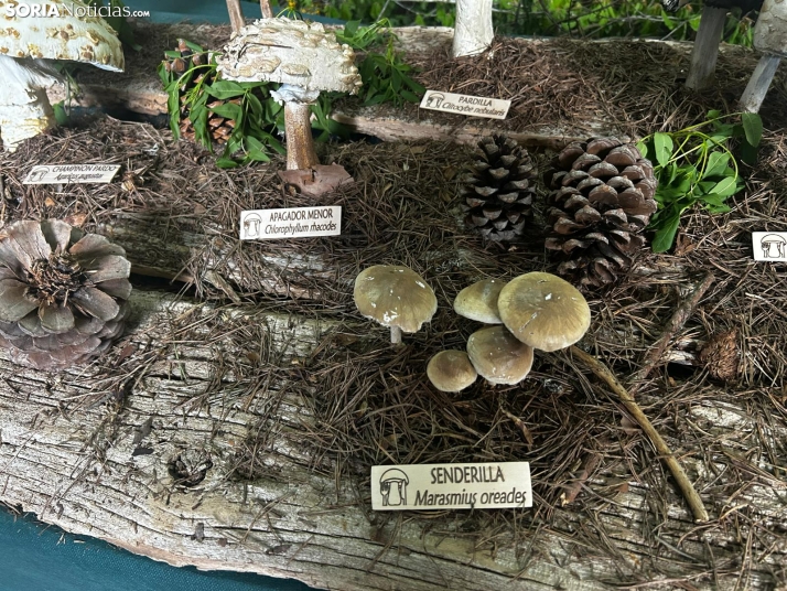 Feria Micológica de Tierras Altas 2026