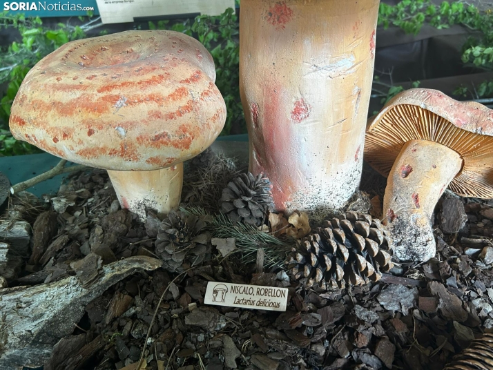 Feria Micológica de Tierras Altas 2026