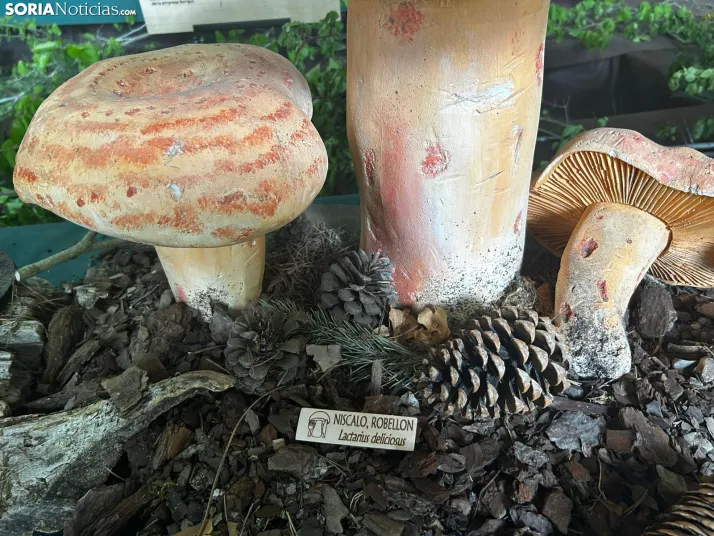 Feria Micológica de Tierras Altas 2026