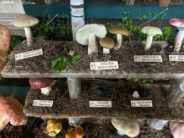 Feria Micológica de Tierras Altas 2026
