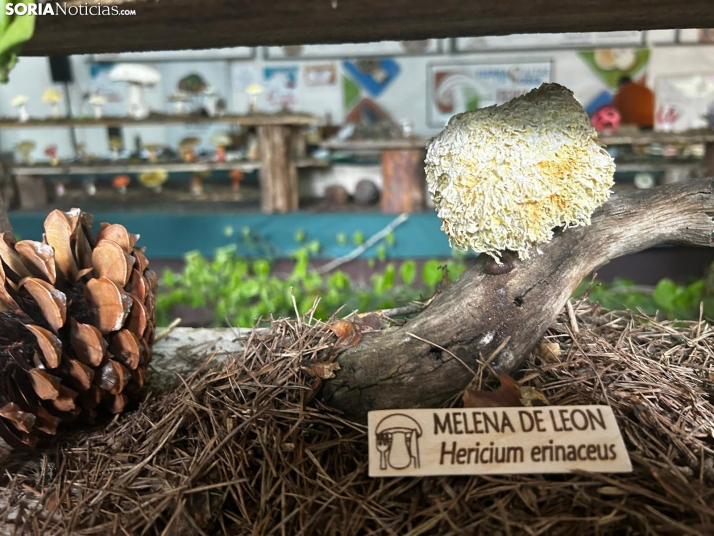 Feria Micológica de Tierras Altas 2026