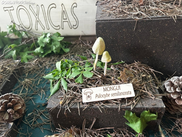 Feria Micológica de Tierras Altas 2026