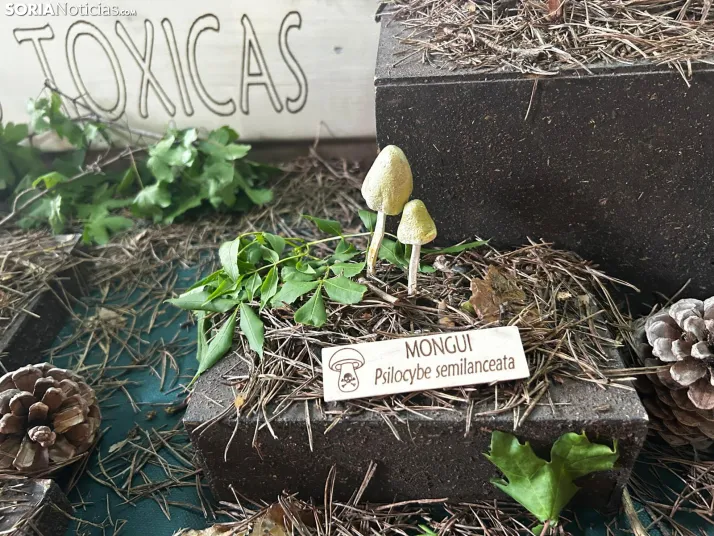 Feria Micológica de Tierras Altas 2026