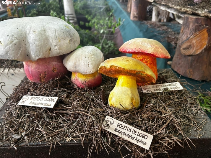 Feria Micológica de Tierras Altas 2026