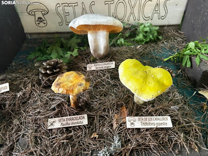 Feria Micológica de Tierras Altas 2026
