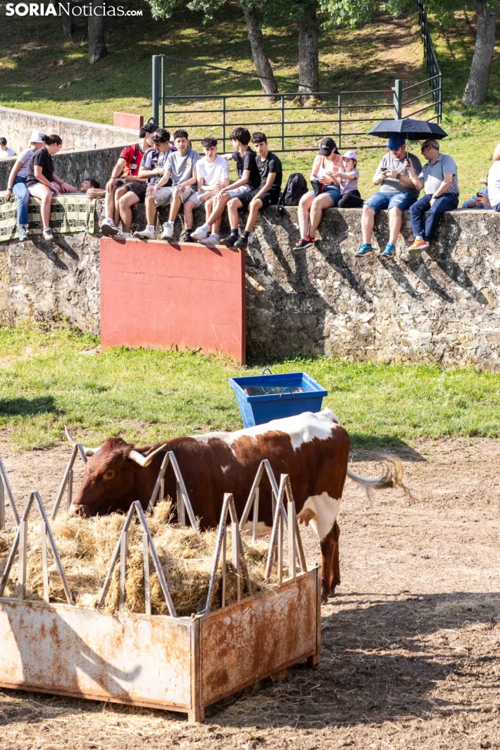 Desencajonamiento 2026./ Viksar Fotografía