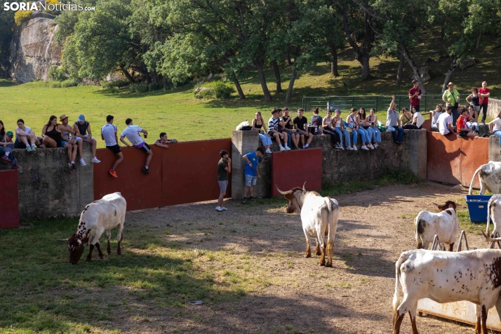 Desencajonamiento 2026./ Viksar Fotografía