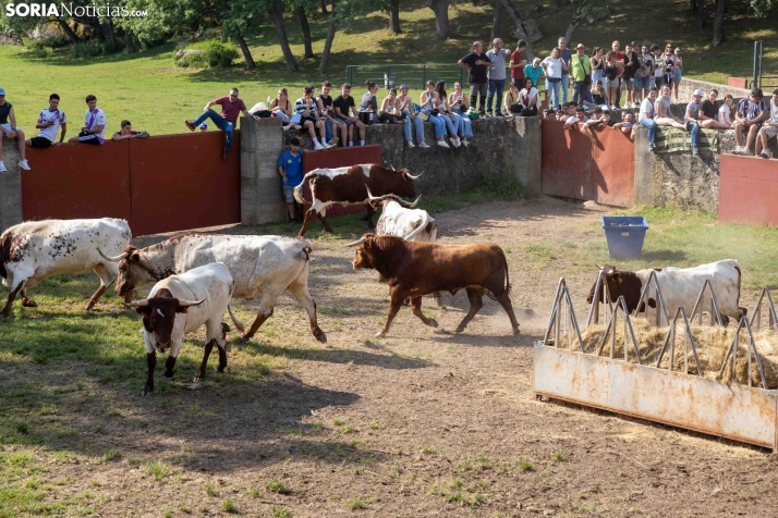 Desencajonamiento 2026./ Viksar Fotografía