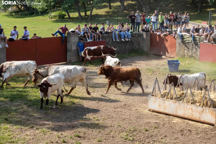 Desencajonamiento 2026./ Viksar Fotografía