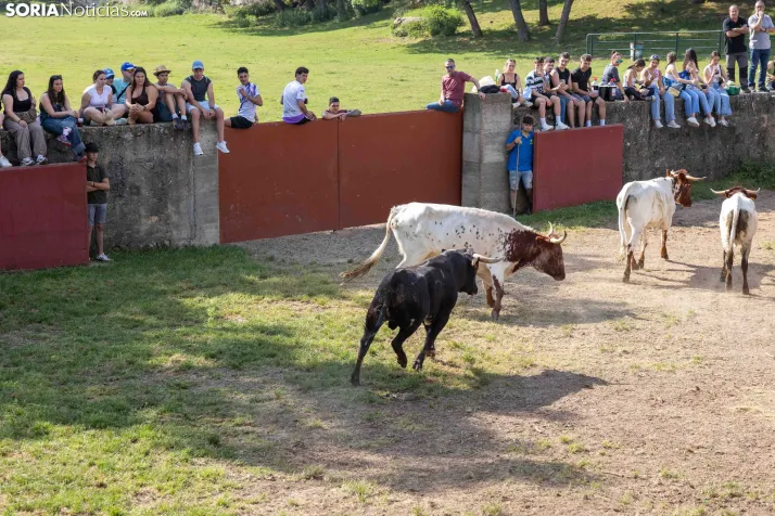 Desencajonamiento 2026./ Viksar Fotografía