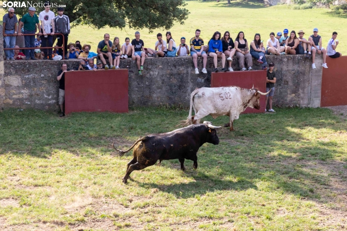 Desencajonamiento 2026./ Viksar Fotografía