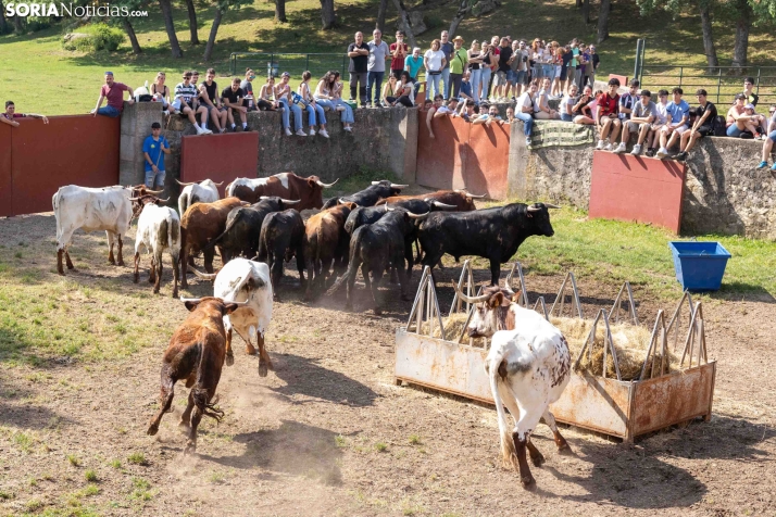 Desencajonamiento 2026./ Viksar Fotografía