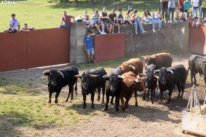 Desencajonamiento 2026./ Viksar Fotografía
